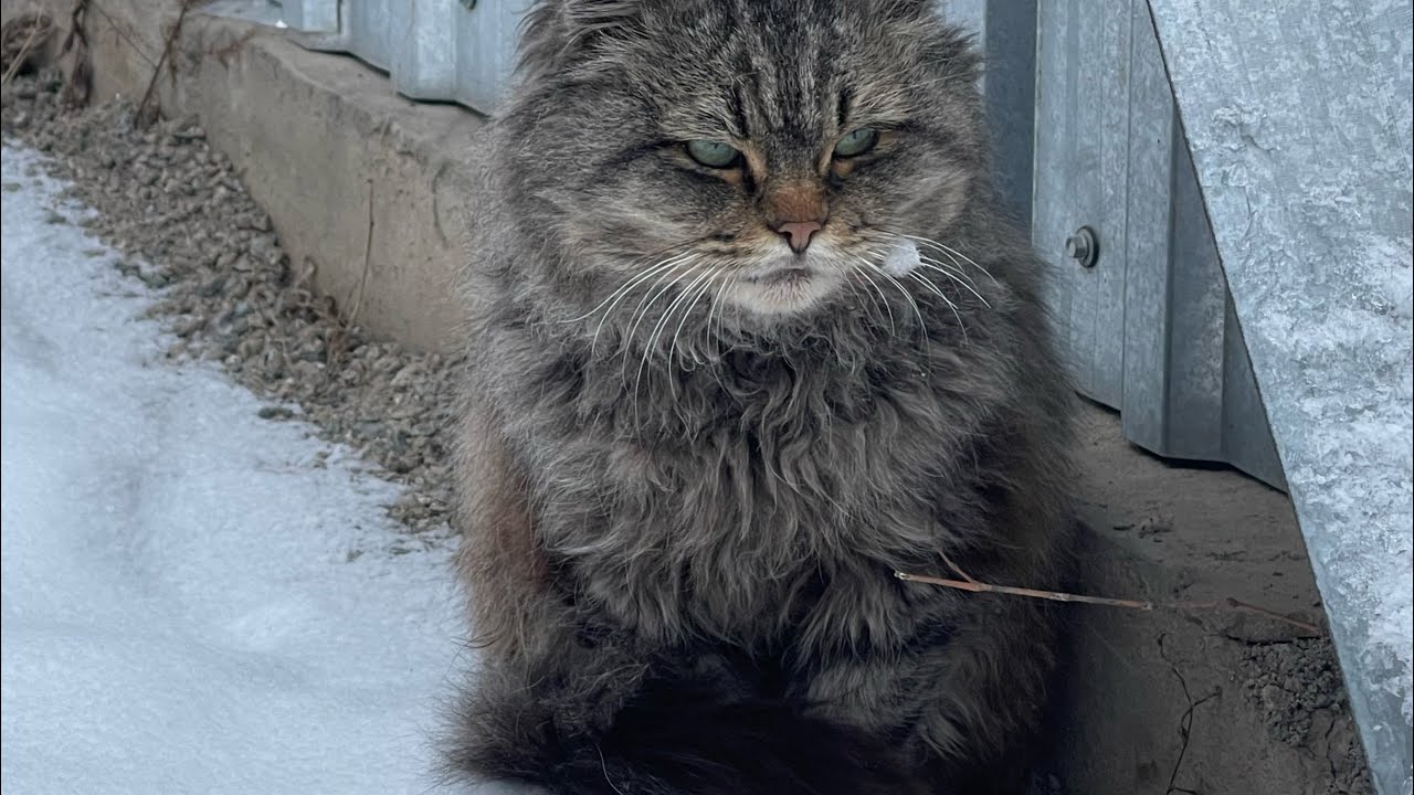 極寒の雪の降る日、お腹を空かせた野良猫にご飯をあげると・・ - YouTube