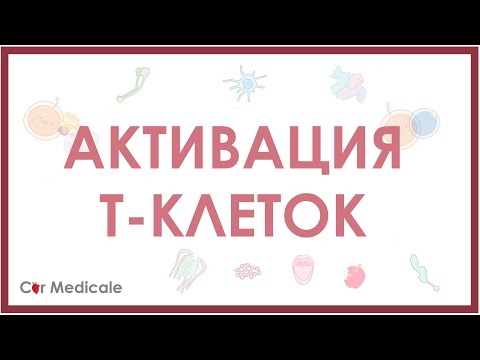 Активация Т-клеток/Т-лимфоцитов