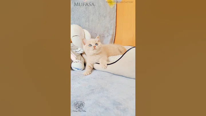 Video 9515171: british shorthair pets cat, british shorthair cat kitten, shorthair kitten britishshorthair cat, gato british shorthair