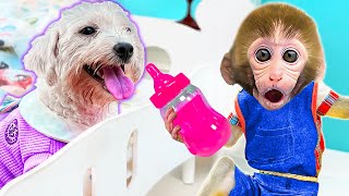 DoDo Baby Monkey Plays as a Mischievous Doctor with the Cute Dogs | KIKI ANIMAL MONKEY