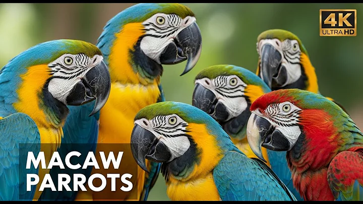 The Majestic Macaw: Discover the Most Colorful Parrot in the Amazon Rainforest