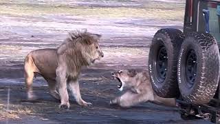 She Ain’t Havin’ It! Lion Courtship