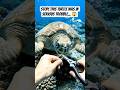 underwater fishing video #fishing #shortvideo #viralvideo
