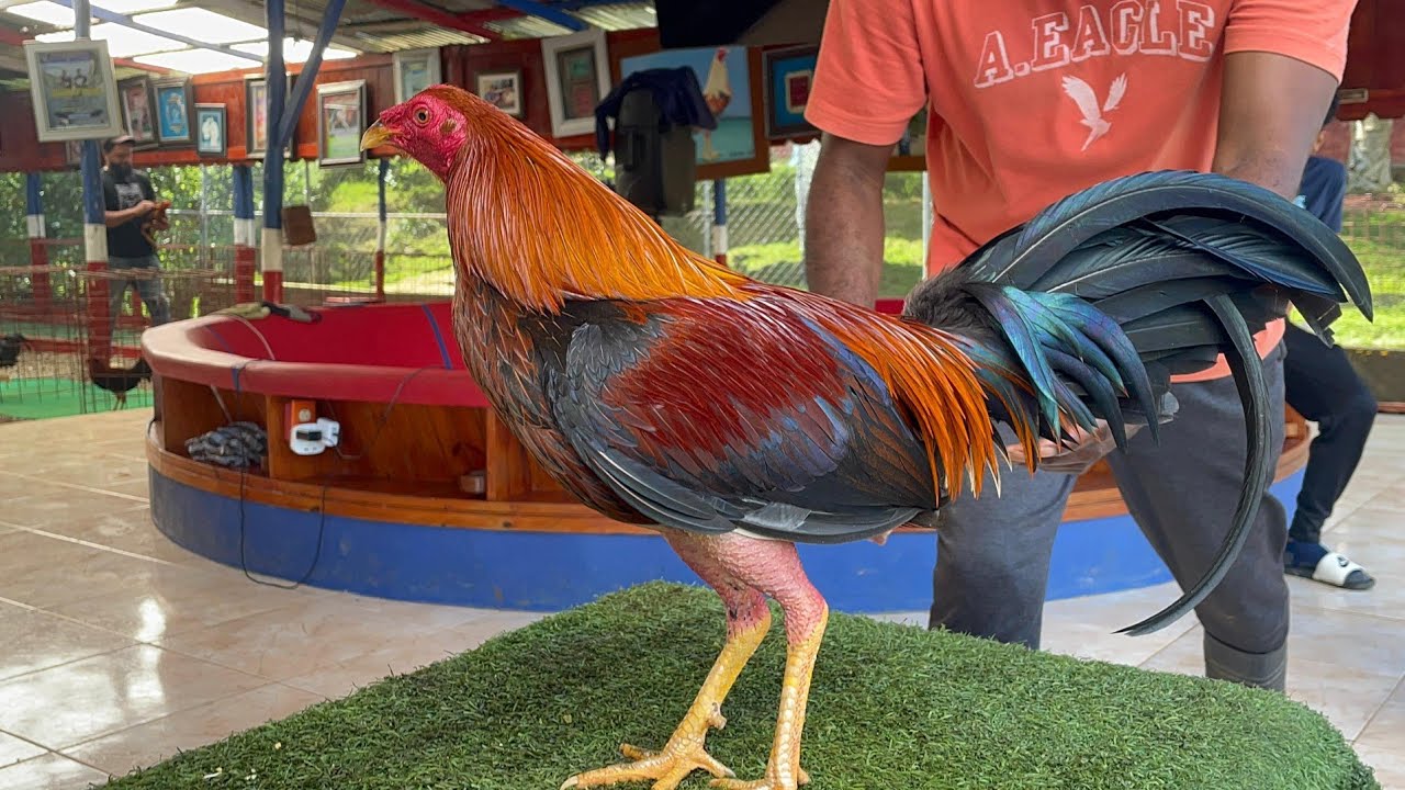 Contactame con 20usd te puedes sacar uno