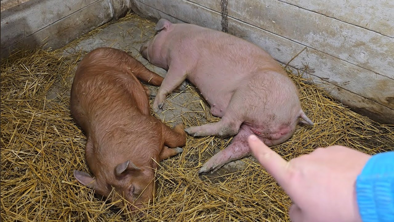 Выживут или нет?