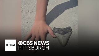 Megalodon tooth discovered by Pennsylvania family on New Jersey beach