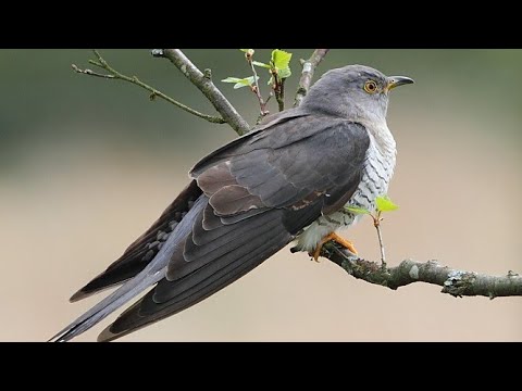 Video: Cum arată un cuc?