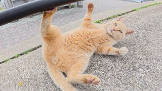 凶暴なサビ猫と茶トラ猫をモフると、手をボコボコに攻撃された