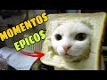 🤣 Mejores Momentos Chistosos de Animales 🐱🐶 [NO AGUANTARÁS LA RISA]