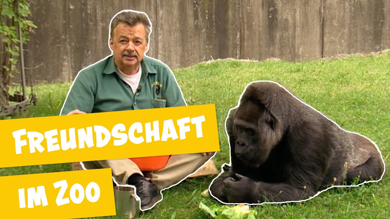 Gorilla Oma Fatou beim Picknick I Panda, Gorilla & Co.
