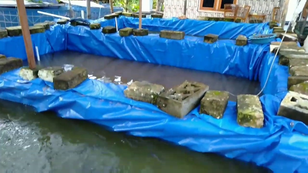 Proses panen lele kolam terpal 