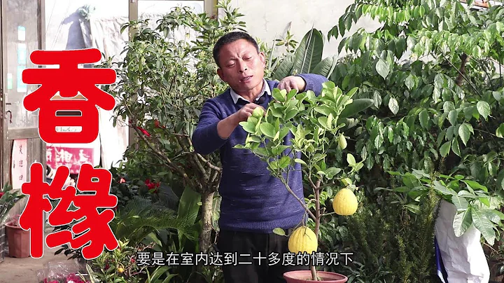 農村老農介紹：香櫞藥用價值非常高，香櫞樹盆栽的養殖方法！【農村養花匠】 - 天天要聞