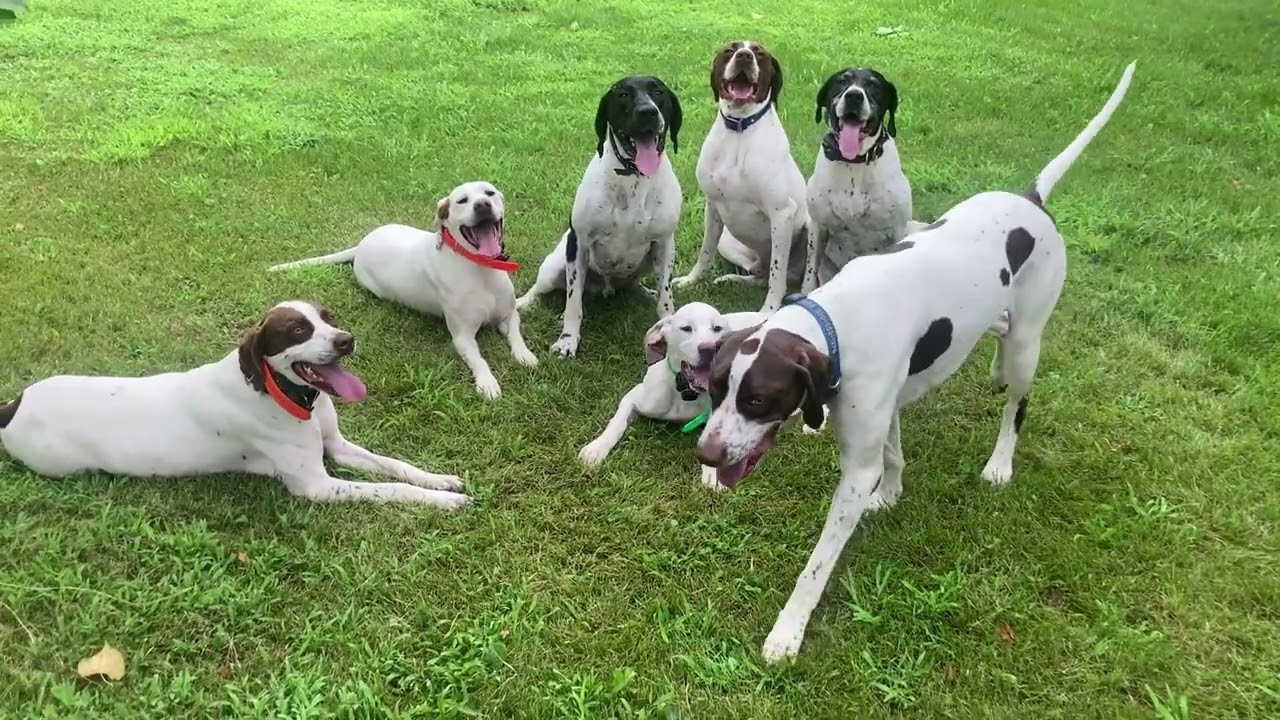 American-bred English Pointers