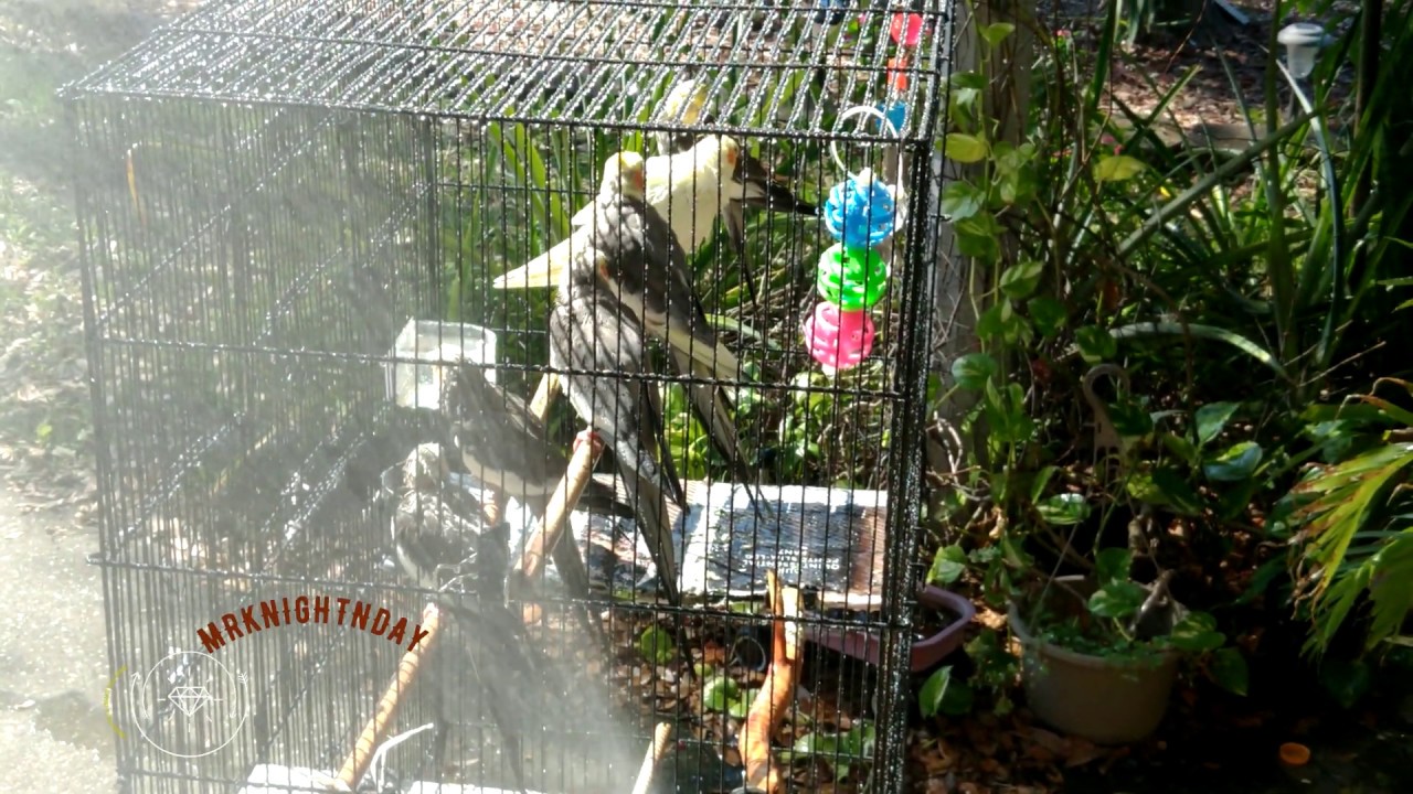 How to shower your Cockatiels Birds. (Never seen before 4k HD 2019