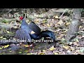 Siamese Fireback Pheasants at a water hole in East Thailand