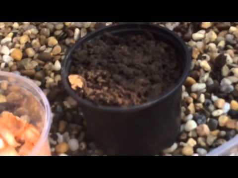 Videó: Oxalis szobanövény termesztése – Tippek a shamrock növények gondozásához