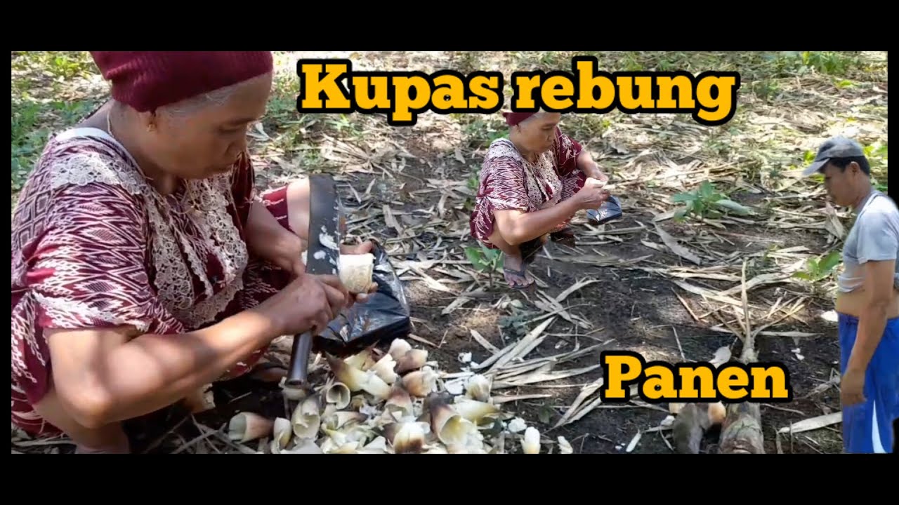Rebung Tunas bambu YouTube