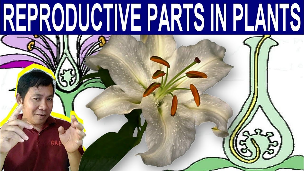 Science 5 Describe The Reproductive Parts In Plants And Their Science 5 Describe The Reproductive Parts In Plants And Their
