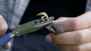 Attenboroughs Wonder Of Song