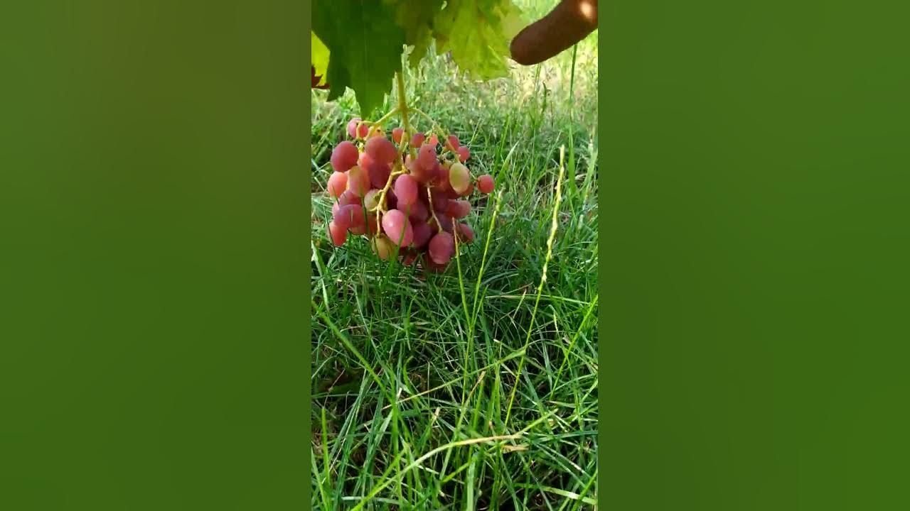 виноград Супер ляля! - YouTube