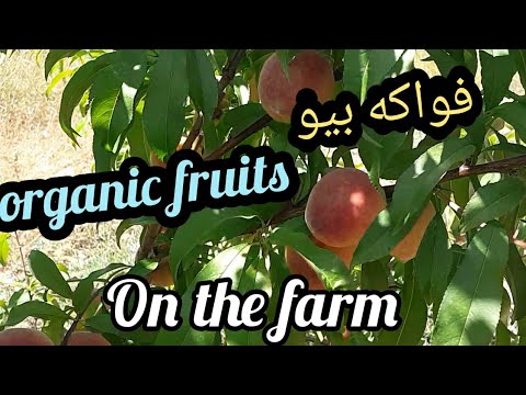 vegetable garden  البستنة العضوية