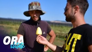 Ora 7 - Specat e Kosovës në tregjet evropiane! - 02.09.2021 - Klan Kosova