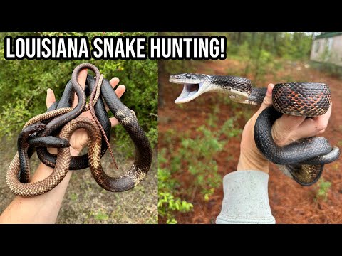 Louisiana Coachwhips and Kingsnakes! Spring Tin Flipping Road Trip Across the Southeast for Snakes