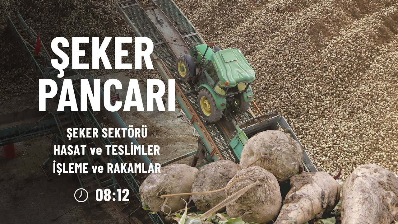 Şeker Pancarı Üretimi