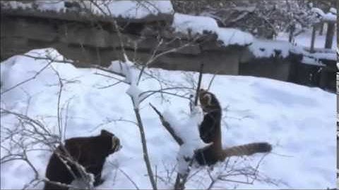 RED pandas, penguins and polar bears Enjoy SNOW Day at Cincinnati ZOO