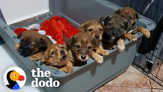 Puppies Found In A Dumpster, Watch The Runt Turn Into The Loudest Of The Bunch | The Dodo