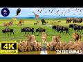 Unbelievable 4K Safari Witness Africa’s Wildest Moments!