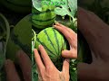 Perfect Spot Tap – Crack Open a Sweet Watermelon Fresh from the Field 🍉