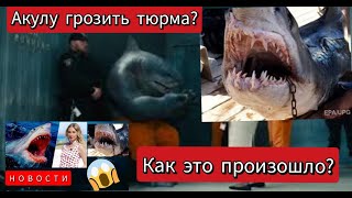 Турист расказал о подробностях как произошел трагедия#новостисегодня #акулаегипет#египет#акула