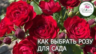 КАК ВЫБРАТЬ РОЗУ ДЛЯ САДА