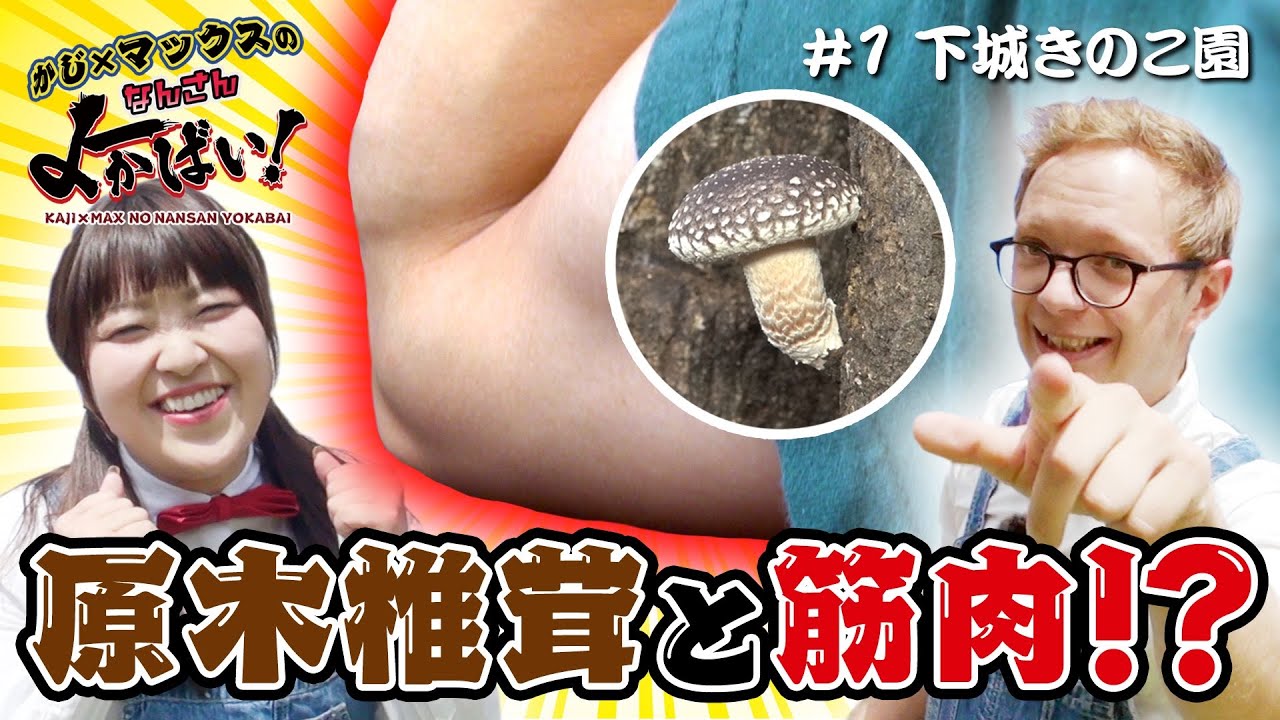 きのこ様 1 Shimojo Kinoko-En] Only 7%!!! The rare and delicious Shiitake