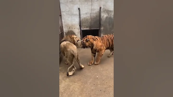 Tiger vs Lion (Tiger dominates short encounter) - DayDayNews