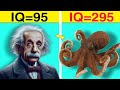 Octopus Vs Einstein: किसके पास है ज़्यादा दिमाग? Octopus is More inteligent Than Einstine!