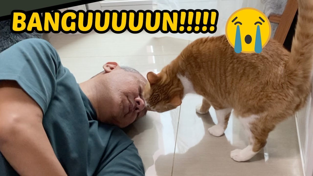 OM WEPE PURA PURA PINGSAN DI DEPAN KUCING! REAKSINYA CEPAT!