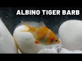 The albinistic wonders of the tiger barb barbus tetrazona albino