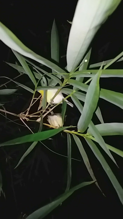 dapat burung remetuk laut