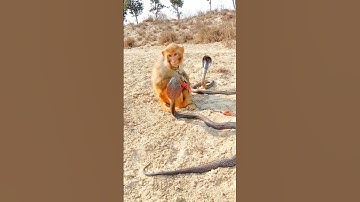 oh! two cobra snakes around the monkey #kingcobra #shorts #viral