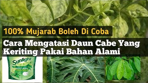 Cara Mengatasi Daun Cabe Rawit Yang Keriting  Pakai Bahan Alami