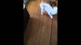 Friendly doggy fightfight