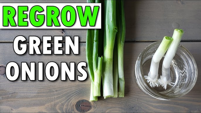 Chives, Scallions, Green Onions, Spring Onions, Green Garlic, Oh