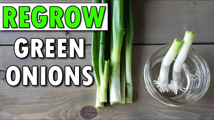 How To Regrow Green Onions...And Beyond! - DayDayNews