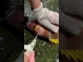 脳絞め出来たかは目を見てください　#shorts