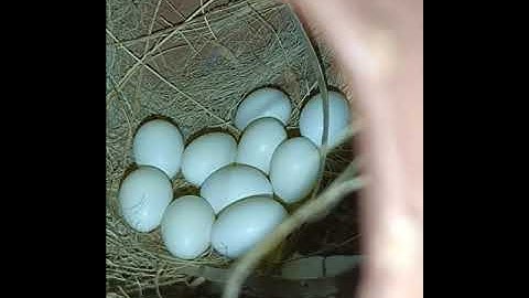 Java finches 10 eggs Lay sparrow