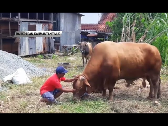 Penampakan Sapi Limosin Bobot 1 2 Ton Dijual Rp 80 Juta Youtube