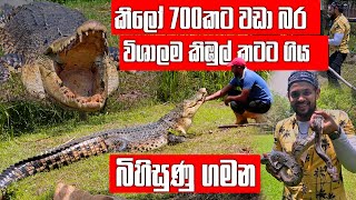 මෙතෙක් එතෙක් දැක්ක ලොකුම කිඹුලා ළඟටම ගිය බිහිසුණු ගමන  | Pet Talk | Pinnawala Zoo by Pet Talk 188,344 views 11 days ago 31 minutes