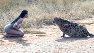 картинка: Эта девушка решила просто помочь больному гепарду! И вот что из этого получилось...